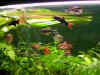 Il mio acquario 2.JPG (240812 byte)