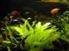 Il mio acquario 3.JPG (235720 byte)