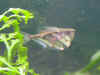 dscn0119.jpg (33568 byte)
