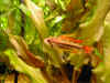 dscn0121.jpg (43932 byte)