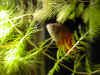 dscn0122.jpg (45984 byte)