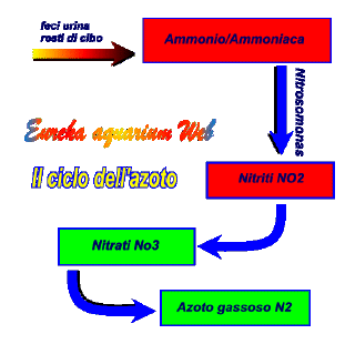 ciclo dell'azoto