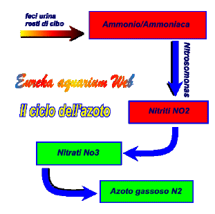 cycle of nitrogen